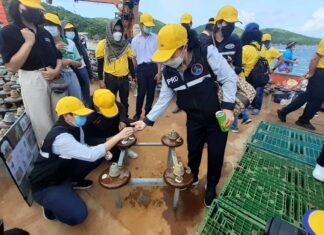 Управление электроснабжения Таиланда разместило искусственные рифы из старых электрических изоляторов вокруг острова Ко Лан.