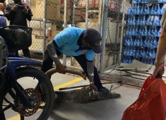 10-килограммовый варан пойман после того, как вцепился в водохранилище отеля в Паттайе