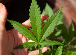 Ministry of Public Health grants Royal Thai Police authority to conduct prosecutions against illegal cannabis sales but confusion reigns
