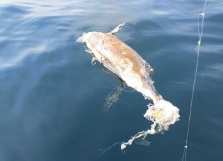 Дельфин найден мертвым, запутавшимся в рыболовной сети у острова Ко Лан в Паттайе.