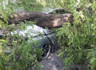 Un arbre massif tombe sur une voiture à Pattaya, le conducteur demande à l'agence compétente d'en assumer la responsabilité