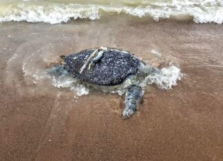 20-летняя морская черепаха найдена мертвой с частями кратонга в желудке в Саттахипе.