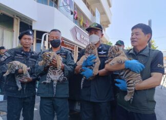 Four tiger babies with an estimated cost of two million baht seized in Northeast Thailand from suspected wildlife smugglers