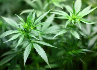 Thailand week in review: Politicians bicker over cannabis legalization, Progressive liquor act fails by two votes, and more