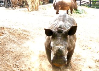 Открытый зоопарк Паттайи Khao Kheow приветствует первого детеныша белого носорога