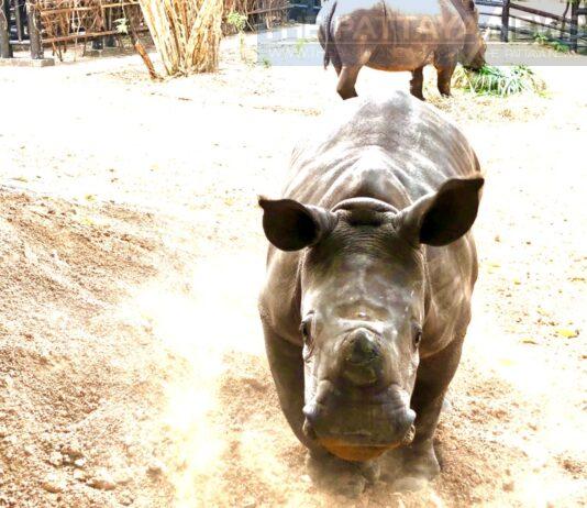 Открытый зоопарк Паттайи Khao Kheow приветствует первого детеныша белого носорога