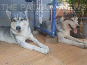 Missing dogs in Pattaya, owner wants your help to find them