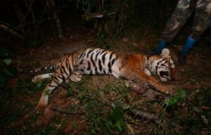 Tiger Carcass Found in Thai National Park