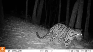 Rare Clouded Leopards, Indo-Chinese Tigers, and Gaurs Spotted in Thailand’s Sri Sawat Forest