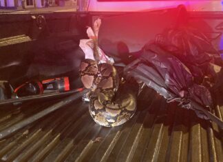 Незадачливый спасатель из Паттайи испугался и выпал из своего грузовика после того, как питон сбежал на кузове грузовика