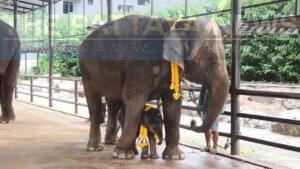 Nong Nooch Pattaya Tropical Gardens Welcome 105th Elephant Infant