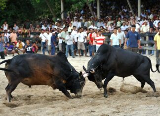 Министр юстиции Таиланда хочет полностью легализовать азартные игры на боях животных, таких как быки и рыбы, в качестве мягкой силы для Таиланда