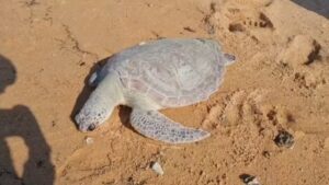 Dead Green Sea Turtle Washes Ashore in Sattahip