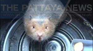 Chonburi Cafe Owner is Looking for Owner of Lost Bamboo Rat