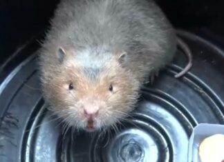 Владелец кафе Чонбури ищет хозяина потерянной бамбуковой крысы