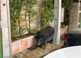 Дикий кабан на свободе в Паттайе привлек внимание соцсетей