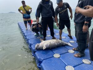 Dugong Carcass Found in Sattahip Bay