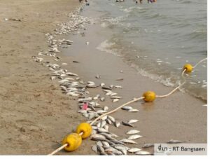 Local Fishing Accident Results in Hundreds of Dead Fish Being Found on Bang Saen Beach