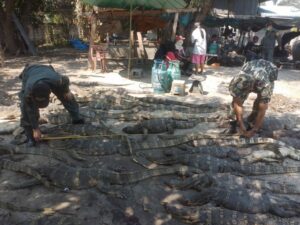 Two Thai Poachers Arrested for Trading Protected Monitor Lizards and Turtles
