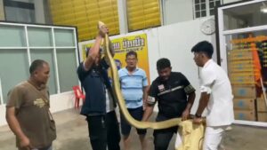 Rare Golden King Cobra Captured and Released in Chonburi