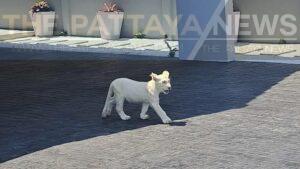 Chinese Neighbor Alarms Pattaya Residents With His Pet White Lion