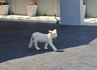 Сосед-китаец напугал жителей Паттайи своим питомцем - белым львом