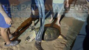 Large Turtle Carcass Found on a Pattaya Beach