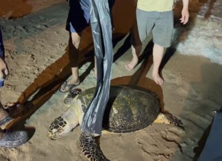 На пляже в Паттайе нашли большую тушу черепахи