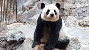 Lin Hui, Thailand’s Famous Giant Panda, Dies at Chiang Mai Zoo