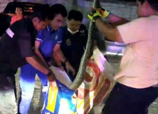 Спасатели Паттайи поймали питона после того, как он съел котенка