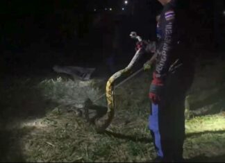 Питон съел почти 200 перепелов в Паттайе