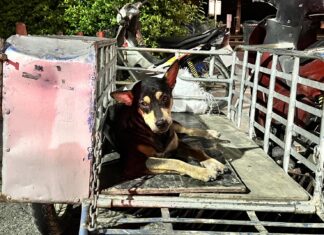 Мужчина в Паттайе ранен соседом после жалобы на шум, собака помогает защитить жертву