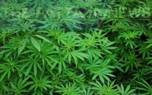 Top National Thailand Stories From the Past Week: MOU to Form New Government Signed, Cannabis Situation Hazy, and more