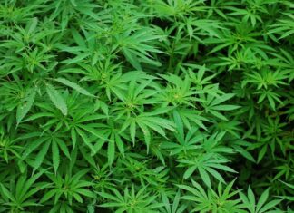 Главные национальные истории Таиланда за прошедшую неделю: подписан Меморандум о взаимопонимании по формированию нового правительства, туманная ситуация с каннабисом и многое другое