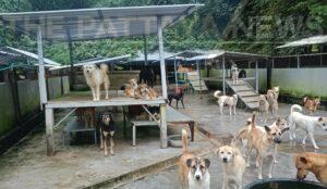 Phuket to be Announced as First Province in Thailand that is Rabies Free