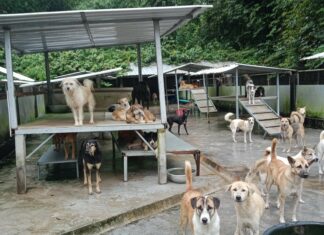 Phuket to be Announced as First Province in Thailand that is Rabies Free