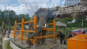 Ailing Thai Elephant to be Returned to Thailand from Sri Lanka