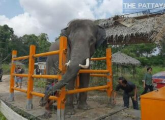 Больного тайского слона вернут в Таиланд из Шри-Ланки