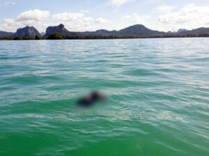 Body of Australian Man Found Floating in the Krabi Sea