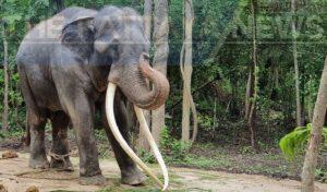 Beloved Thai Elephant Returns Home