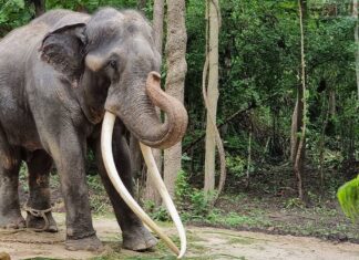 Любимый тайский слон вернулся домой