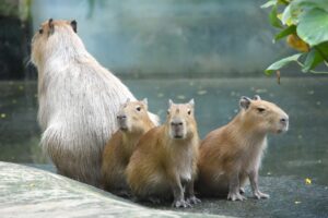 Khao Kheow Open Zoo in Sri Racha Welcomes Three New Capybaras