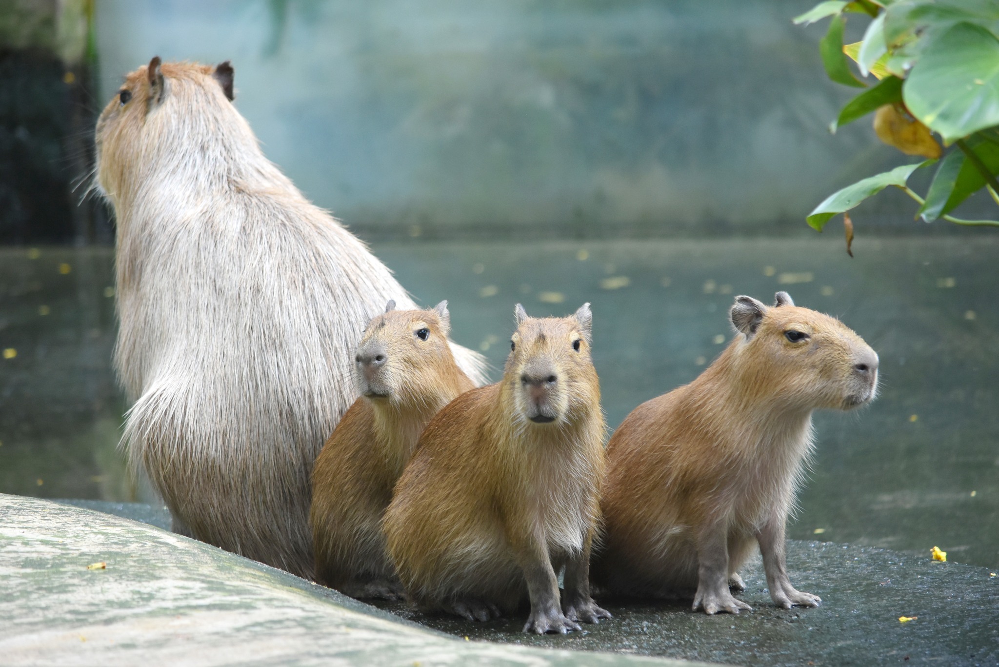 Khao Kheow Open Zoo in Sri Racha Welcomes Three New Capybaras - The Pattaya  News