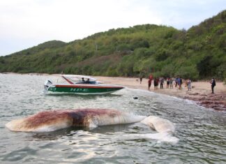 Кит Брайда найден мертвым недалеко от острова Лан