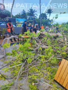 Unidentified Foreigner Injured When a Large Tree Suddenly Falls at Bottom of Soi Pratumnak 5