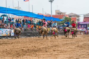 Chonburi’s Thrilling Buffalo Racing Festival 2023 Slated from October 20th to 28th