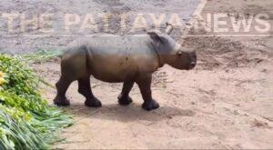 Khao Kheow Open Zoo near Pattaya Welcomes Second Baby White Rhino