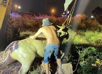 Корову, застрявшую в септике в Паттайе, спасли