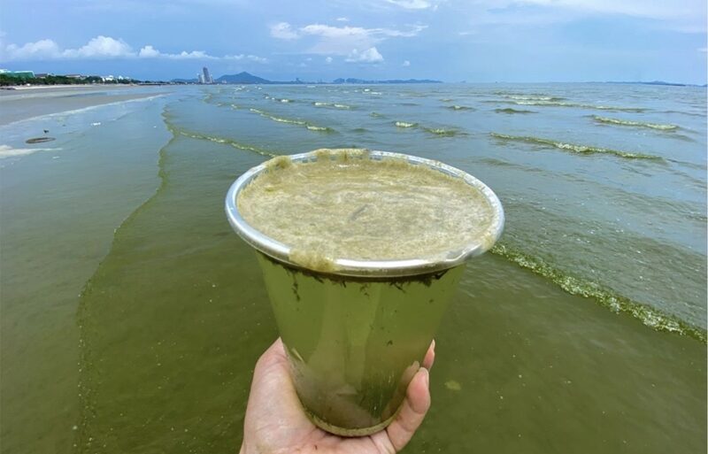 Bang Saen Sea Dyed Green by Plankton Bloom, Many Dead Fish Found - The  Pattaya News
