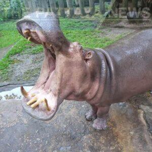 Khao Kheow Zoo in Sri Racha to Celebrate the 58th Birthday of Mother Jasmine, Thailand’s Oldest Hippo
